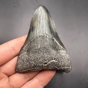 Pathological 3.5” Megalodon Tooth - Twisted Megalodon Tooth - Fossil Megalodon Tooth - Shark Teeth - Fossil Shark Teeth - Fossil