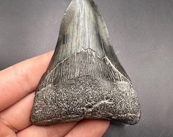 Pathological 3.5” Megalodon Tooth - Twisted Megalodon Tooth - Fossil Megalodon Tooth - Shark Teeth - Fossil Shark Teeth - Fossil