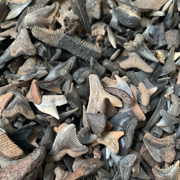 Shark Teeth & Other Miocene Fossils - 20 Shark Teeth - Shark Teeth - (20+ assorted shark teeth and other small fossils).