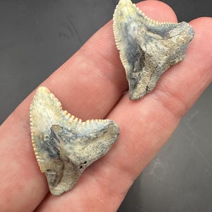 Paar Fossiele Snaggletooth-haaientanden - paar van twee witte hemipristis-haaientanden - lengte 1,1" - haaientand - fossiele haaientanden