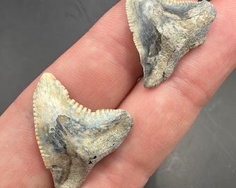 Fossil Snaggletooth Shark Teeth Pair - Pair of Two White Hemipristis Shark Teeth - 1.1” length - Shark Tooth - Fossil Shark Teeth