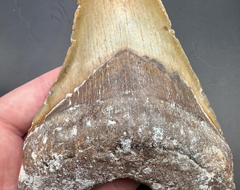Huge Fossi Megalodon Tooth - Large Megalodon Tooth Fossil  - 5.56” Fossil Shark Tooth - Sharks Teeth - Fossil