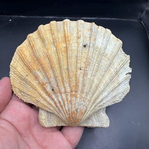 Complete Fossilized Chesapecten Shell  - Completly Whole Double Sided - Fossil Shell - Shell Fossil - Sea Shell Fossil