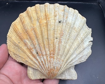 Complete Fossilized Chesapecten Shell  - Completly Whole Double Sided - Fossil Shell - Shell Fossil - Sea Shell Fossil