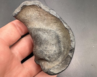 Small Fossil Miocene Bulla Bone - Sea mammal inner ear bone - fossil bone - Fossil mammal ear bone - 10+ million years old.
