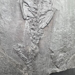 May include: A fossilized skeleton of a small animal, possibly a fish or reptile, is embedded in a dark gray stone. The skeletal structure is detailed, with visible ribs, spine, and limbs. The stone has a rough, textured surface.