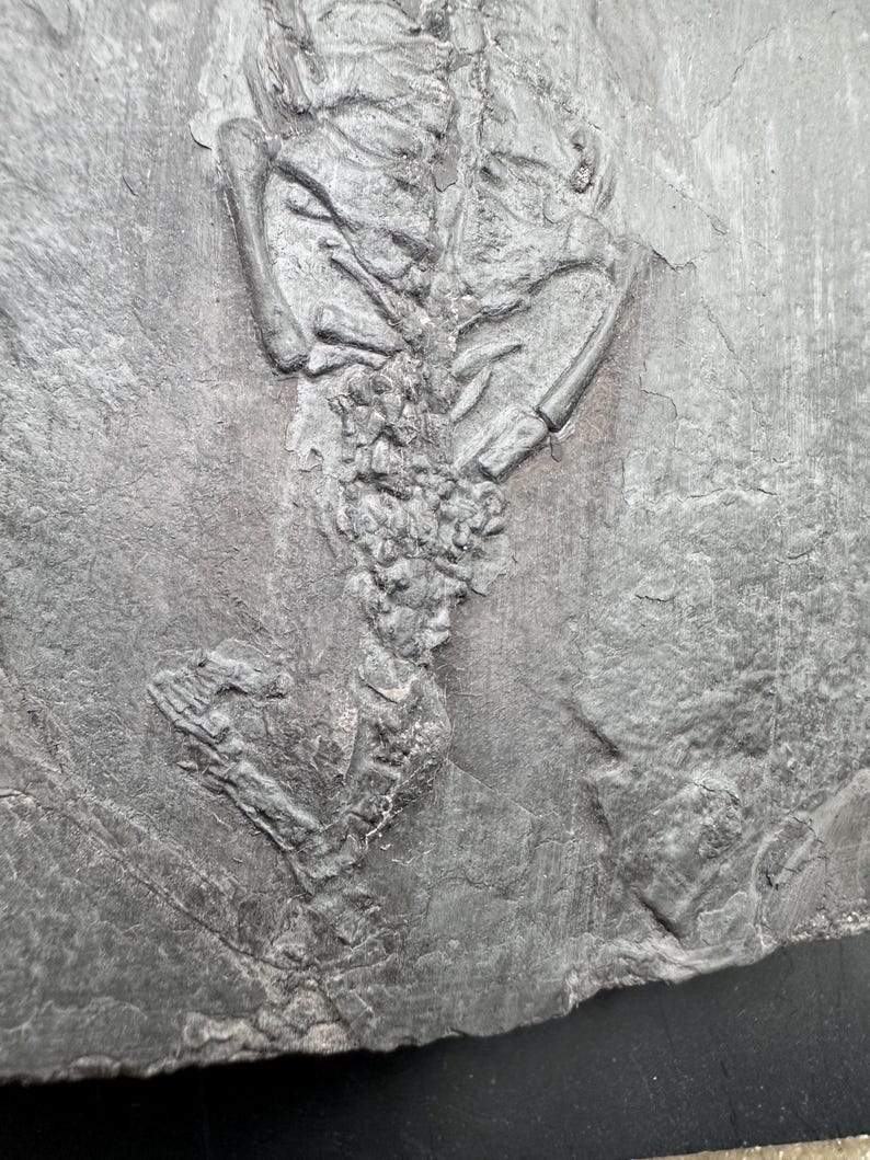 May include: A fossilized skeleton of a small animal, possibly a fish or reptile, is embedded in a dark gray stone. The skeletal structure is detailed, with visible ribs, spine, and limbs. The stone has a rough, textured surface.