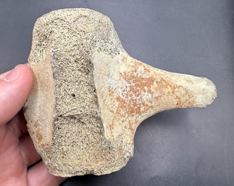 Unique Fossil Cetacean  Vertebrae- Unique Fossil Vertebrae - Large Fossil Vertebrae - Fossil Bone - Fossil - 5-30 million yo