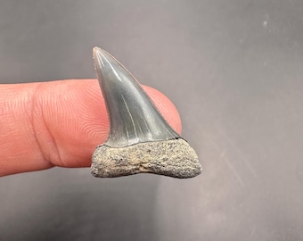 Small PristineFossilized Mako Shark Tooth - Fossil Mako Tooth - 1.14” - Fossil Shark Tooth - Fossilized Mako Shark Tooth