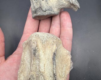 Unique Pair of Fossil Cetacean  Vertebrae- Unique Fossil Vertebrae - Large Fossil Vertebrae - Fossil Bone - Fossil - 5-30 million yo