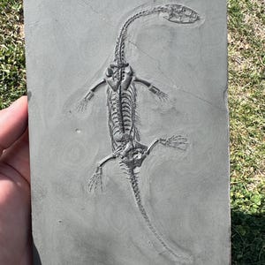 Fósil de Keichousaurus de alta calidad - Keichousaurus Hui - Fósiles de dinosaurios marinos - Fósil de Keichousaurus - Fósil de la era de los dinosaurios.