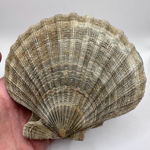 Large Near Perfect Fossilized Chesapecten Shell - Completly Whole Double Sided - Fossil Shell - Shell Fossil - Sea Shell - Fossil