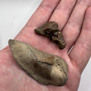 Very Rare Fossil Miocene Bulla and Periotic Bone Pair -  Sea Mammal Inner Ear Bone - Large Fossil Ear Bone - Fossil - Fossil Bone