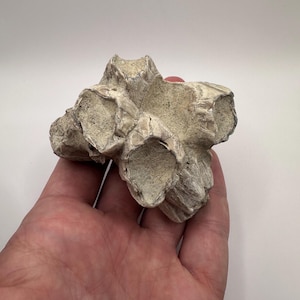 Large Fossilized Barnacle Cluster  - Fossil Barnacles -   Fossil Shell - Shell Fossil - Sea Shell - Fossil