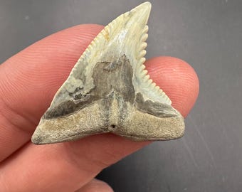 Pristine Fossil Shark Tooth - 1.35” Authentic Hemipristis Snaggletooth - Fossilized Shark Tooth - Sharks Teeth - 8+ Million years old