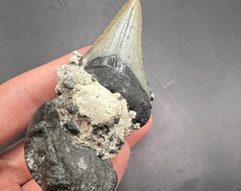 Fossil Megalodon Tooth in Matrix - Stunning 2” Megalodon Shark Tooth in Matrix! - Megalodon Shark Tooth - Megalodon Fossil Tooth - Fossils