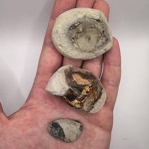 Fossilized Crab Fossil set of 3 -  Crab Fossil - Fossils - Fossil Crab 10+ million years old - Fossil Crab - Fossilized Crab