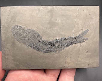 Detialed Asialepidotus Fish  Fossil - Personally Prepared -  Fossil Fish Dinosaur Fossil - Marine Fossils