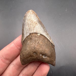 May include: A fossilized shark tooth with a light gray enamel crown and a brown root. The tooth is held in a hand against a dark background. The tooth's surface shows natural wear and texture, indicating its age and origin.