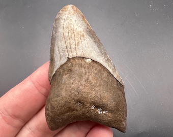 Very Rare Pathological Fossil Megalodon Tooth -  Stunning Deformed Megalodon Tooth Fossil - 2.93” Fossil Shark Tooth - Sharks Teeth - Fossil