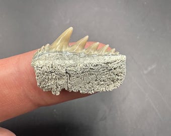 Rare Fossilized Cow Shark Tooth - Fossil Shark Tooth - Cow Shark Tooth from Lee Creek NC  - Cow Shark Teeth -  Fossilized Cow Shark Tooth