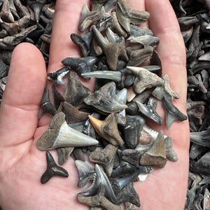 Shark Teeth - Bag of 30 Fossil Shark Teeth - Bag of 30 Complete Teeth .5” - 1.25” - Fossil Shark Teeth -  Shark Tooth - Fossil Teeth