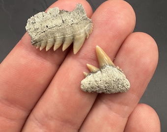 Rare Fossilized Cow Shark Teeth Pair - Fossil Shark Tooth from Lee Creek NC- Cow Shark Teeth - Cow Shark Teeth - Fossilized Cow Shark Tooth