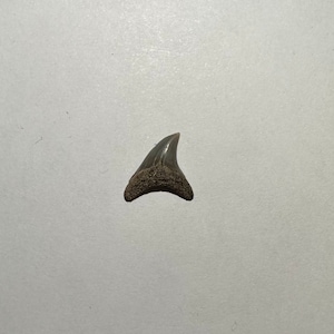 Very Rare Fossil Thresher Shark tooth - .5 inches in slant length - Fossil Shark teeth - Thresher Shark teeth. Good condition.