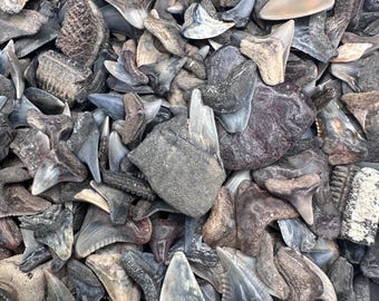 30 fossila hajtänder - Påse med 30 små B/C-kvalitet fossila hajtänder - Fossila hajtänder - Hajtand - Fossiliserade hajtänder - Fossiler