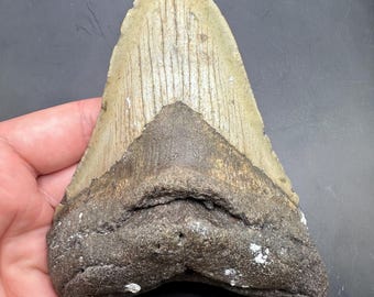 Huge 5.03” Fossil Megalodon Tooth from North Carolina - Megalodon Shark Tooth  -Megalodon Tooth - Fossil Shark Tooth - Shark Teeth