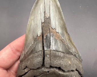 Rare Pathological Fossil Megalodon Tooth -  Stunning Deformed Megalodon Tooth Fossil  - 4.9” Fossil Shark Tooth - Sharks Teeth - Fossil