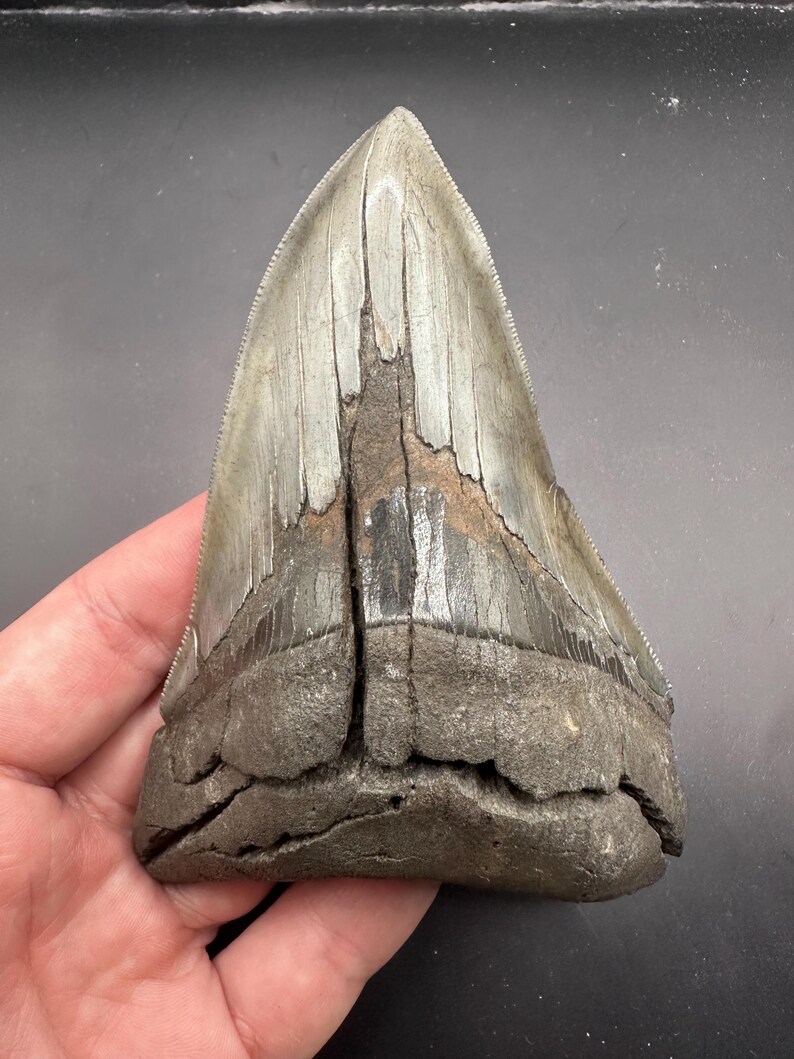 Triangular Fossils Rare Pathological Fossil Megalodon Tooth - Stunning Deformed Megalodon ...