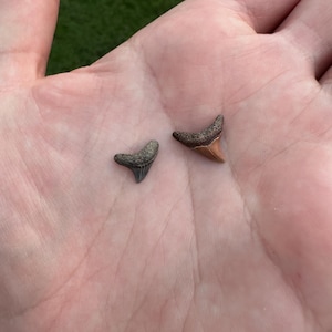 Rare Fossil Thresher Shark Teeth Pair -Rare Orange Colored - Fossil Shark Teeth - Thresher Shark Teeth - Shark Tooth Fossil - Fossil Teeth