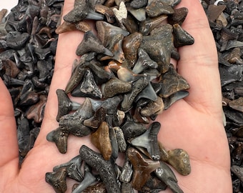 30 Fossil Shark Teeth - Bag of 30 Small B/C Grade Fossil Shark Teeth - Fossil Shark Teeth - Shark Tooth - Fossil Teeth - 1” or less