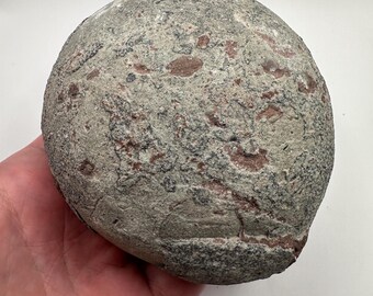 獣脚類恐竜の卵の化石 | ハドロサウルス科オボロリトゥス・ディノルニ