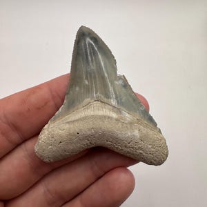 Megalodon Tooth - 2.56” Bone Valley Megalodon Tooth with Feeding Damage!  - Shark Teeth - Fossil Shark Teeth - Fossil Megalodon Teeth