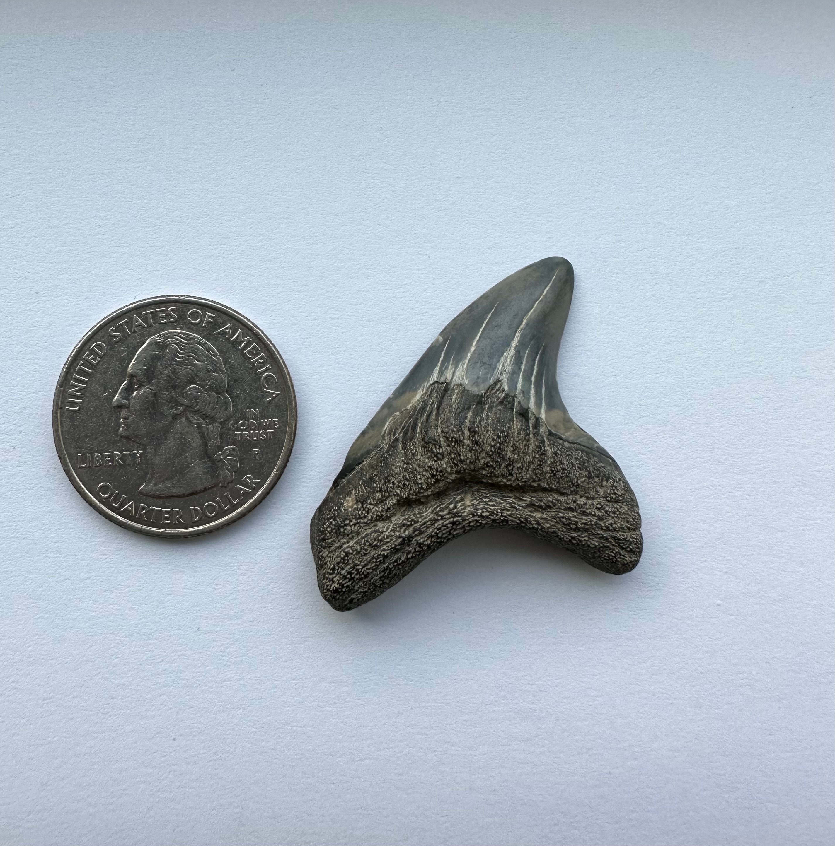Very Rare Virgina Fossil Giant Thresher Shark Tooth 1.5 Inches in Slant