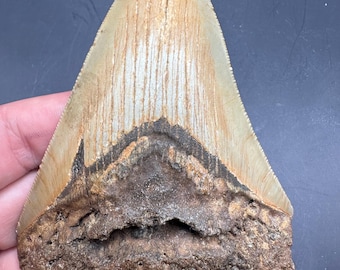 Large Serrated Megalodon Shark Tooth  – Authentic 4.5” Fossil Megalodon Tooth  - Real Prehistoric Shark Teeth - Natural Fossil Tooth