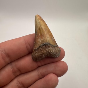 Fossilized Mako Shark Tooth - Beautiful Orange Mako Shark Tooth -  Fossil Mako Tooth 1.7” in Length - Fossil Shark Teeth - Shark Teeth