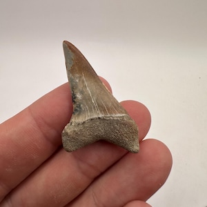 A+ Grade Colorful Fossilized Mako Shark tooth - Shark Teeth 1.62  in length - Fossil Mako Tooth - Fossil Shark Teeth -Fossil Teeth
