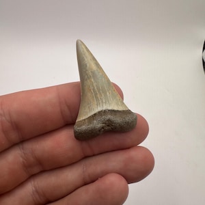 Large 1.7&quot; Fossil Shark Tooth - Mako Shark Teeth - Shark teeth - Fossil Mako Shark - 1.7” in length -  Fossil Teeth - Fossil Shark Teeth