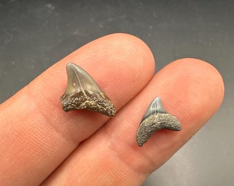 Rare Fossil Thresher Shark Teeth Pair -Rare Orange Colored - Fossil Shark Teeth - Thresher Shark Teeth - Shark Tooth Fossil - Fossil Teeth