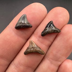 May include: Three fossilized shark teeth. The teeth are triangular with a dark gray to brown color and a textured root. The teeth are displayed on a light background.