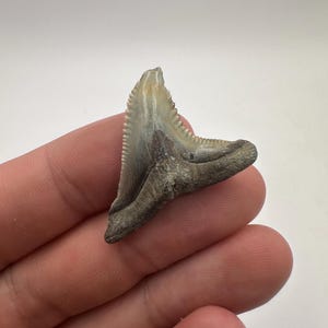 1.5&quot; Fossil Shark Tooth: Authentic Hemipristis Snaggletooth