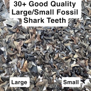 30 Good Qualitly Fossil Shark Teeth - Bag of 30 Complete Fossil Shark Teeth - 30 Small/Large Fossil Shark Teeth  - Shark Tooth -Fossil Teeth