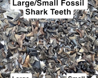 30 dentes de tubarão fossilizados de boa qualidade - Pacote com 30 dentes de tubarão fossilizados completos - 30 dentes de tubarão fossilizados pequenos/grandes - Dente de tubarão - Dentes fossilizados