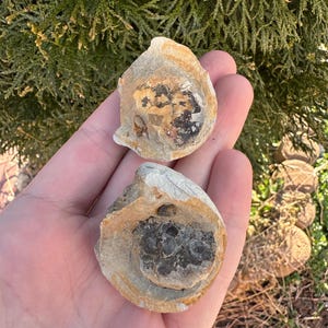 Crab Fossil - Fossil Crab Concretion - Both Halves of a Crab Fossil  - Fossil Crab - Fossilized Crab - Fossils - both halves of fossil crab