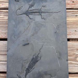 Keichousaurus - Etsy 日本