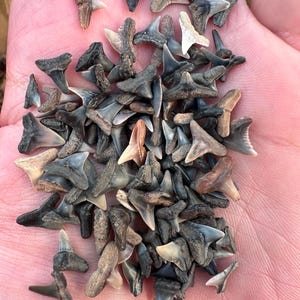 Small Fossil Shark Teeth - Bag of 35+ Small Complete Fossil Shark Teeth -  .5” or less  - 35+ Fossil Shark Teeth  - Shark Tooth - Fossils