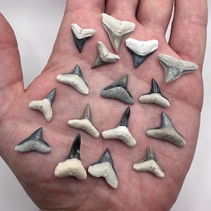 Fossil Shark Teeth from Bone Valley Florida - Jewelry Grade - Assorted Species - 15 Lot of Bone Valley Sharks Teeth - Fossil Sharks Teeth